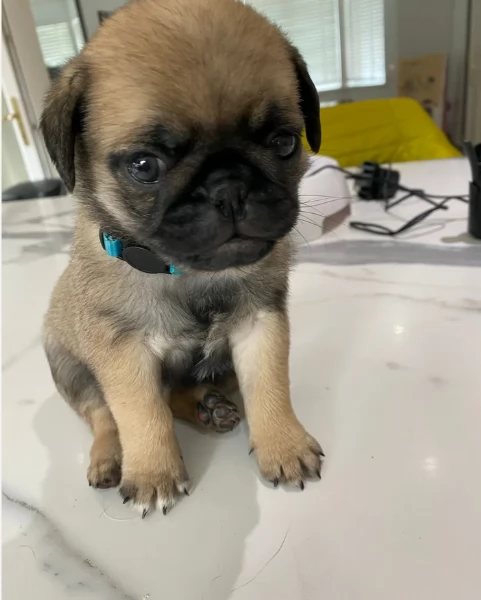 Bellissimi Cuccioli Carlino Toy Maschi e Femmine | Foto 3