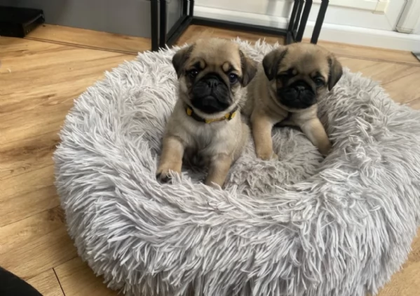 Bellissimi Cuccioli Carlino Toy Maschi e Femmine | Foto 2