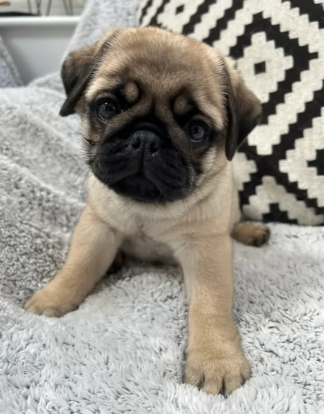 Bellissimi Cuccioli Carlino Toy Maschi e Femmine