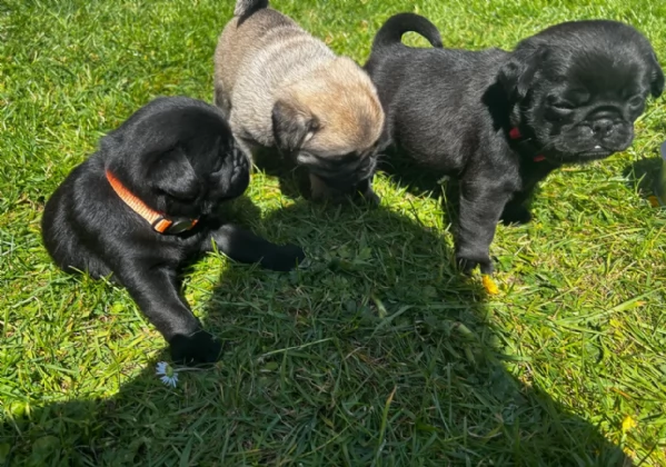 Bellissimi Cuccioli Carlino Toy Maschi e Femmine | Foto 4