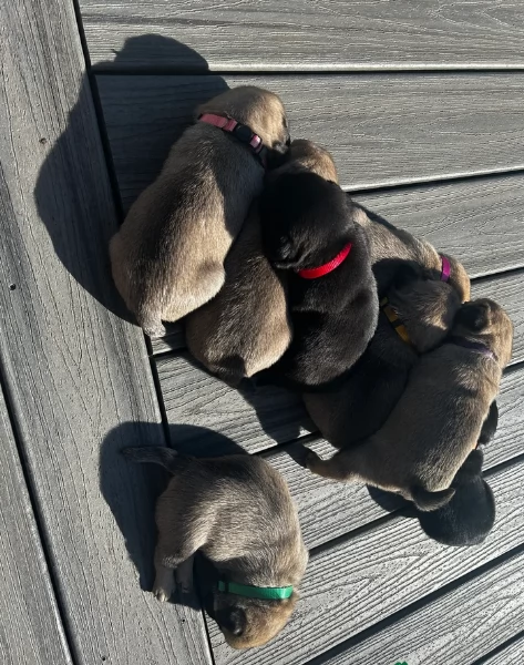 Bellissimi Cuccioli Carlino Toy Maschi e Femmine | Foto 3