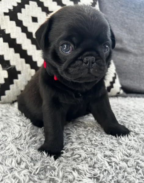 Bellissimi Cuccioli Carlino Toy Maschi e Femmine | Foto 0