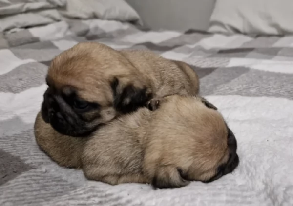 Bellissimi Cuccioli Carlino Toy Maschi e Femmine