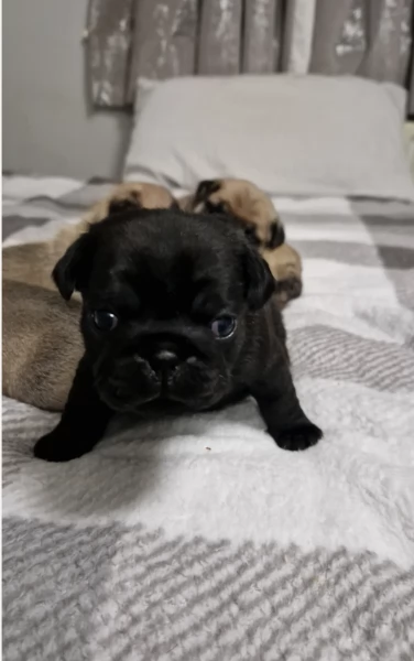 Bellissimi Cuccioli Carlino Toy Maschi e Femmine | Foto 0