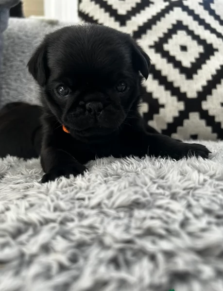 Bellissimi Cuccioli Carlino Toy Maschi e Femmine | Foto 3