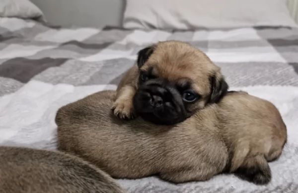 Bellissimi Cuccioli Carlino Toy Maschi e Femmine | Foto 1