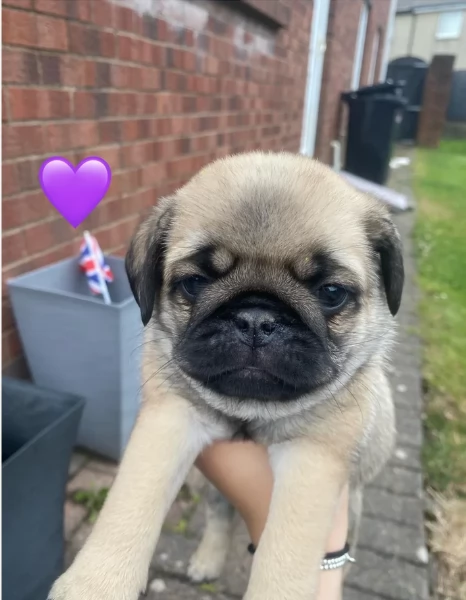 Bellissimi Cuccioli Carlino Toy Maschi e Femmine | Foto 6