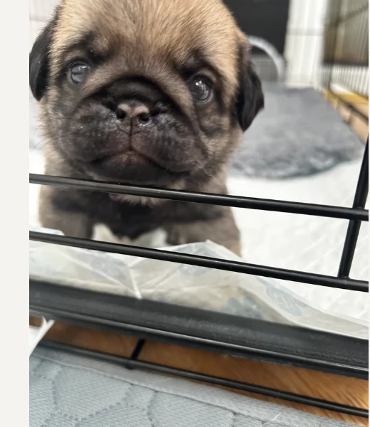 Bellissimi Cuccioli Carlino Toy Maschi e Femmine | Foto 3