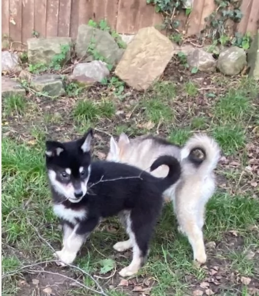 cucciolo di husky per adozione