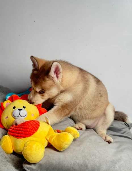 cucciolo di husky per adozione | Foto 5