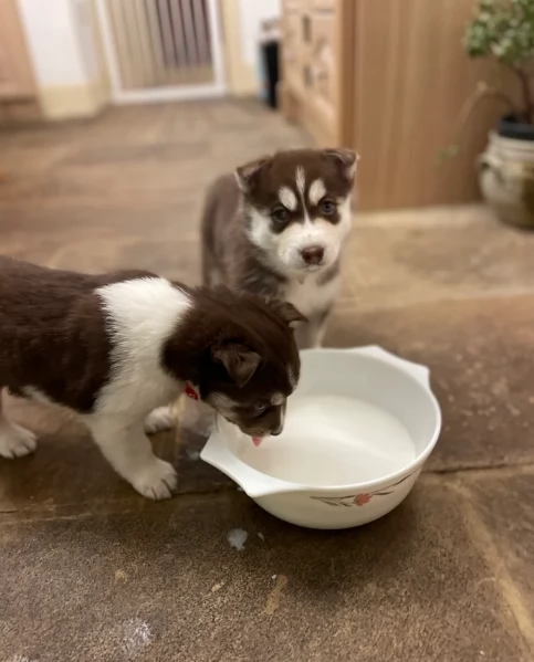cucciolo di husky per adozione | Foto 3