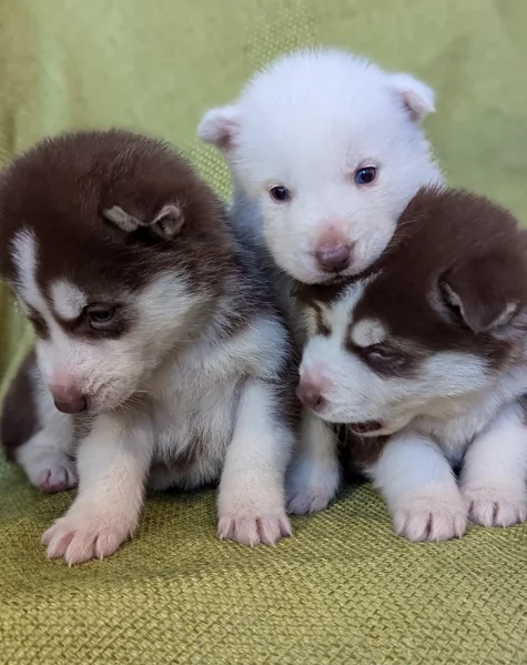 cucciolo di husky per adozione | Foto 1