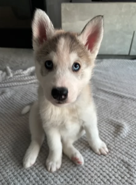 cucciolo di husky per adozione | Foto 0