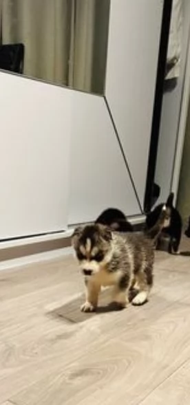 cucciolo di husky per adozione | Foto 4