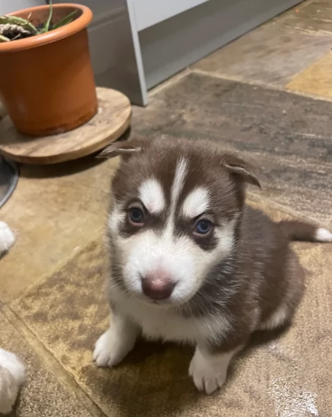 cucciolo di husky per adozione | Foto 4