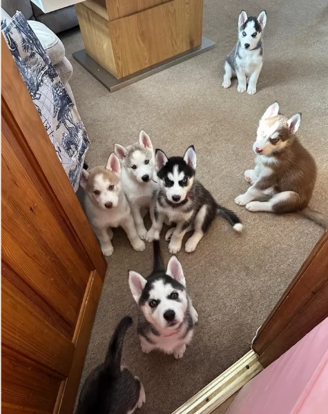 cucciolo di husky per adozione | Foto 2