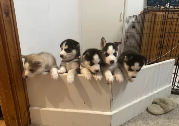 cucciolo di husky per adozione | Foto 0