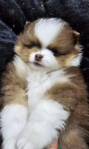 cucciolo di Pomeranian toy per adozione | Foto 7