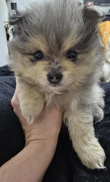 cucciolo di Pomeranian toy per adozione | Foto 6