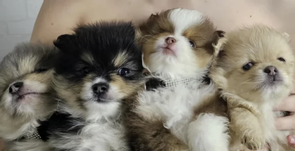 cucciolo di Pomeranian toy per adozione | Foto 4