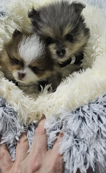 cucciolo di Pomeranian toy per adozione | Foto 3