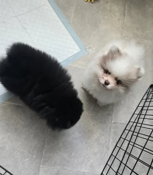 cucciolo di Pomeranian toy per adozione | Foto 4