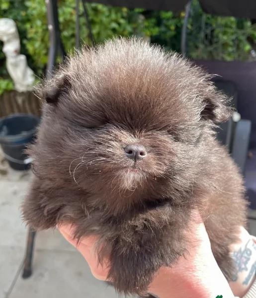 cucciolo di Pomeranian toy per adozione | Foto 3