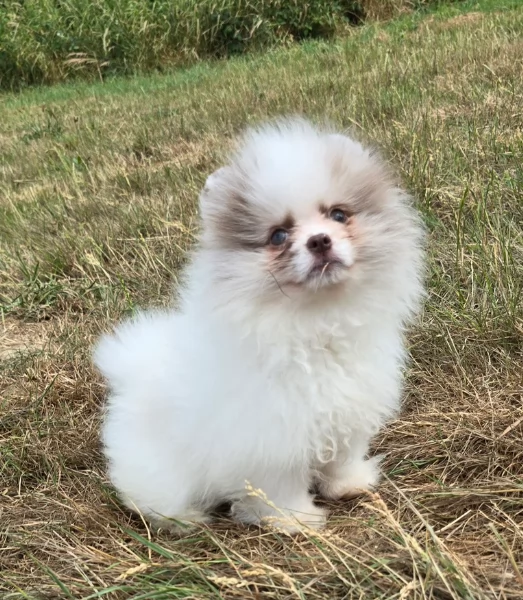 cucciolo di Pomeranian toy per adozione | Foto 2