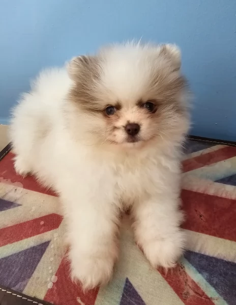 cucciolo di Pomeranian toy per adozione | Foto 0