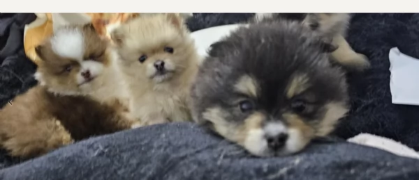 cucciolo di Pomeranian toy per adozione | Foto 2