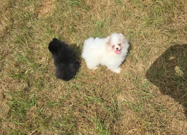 cucciolo di Pomeranian toy per adozione | Foto 0