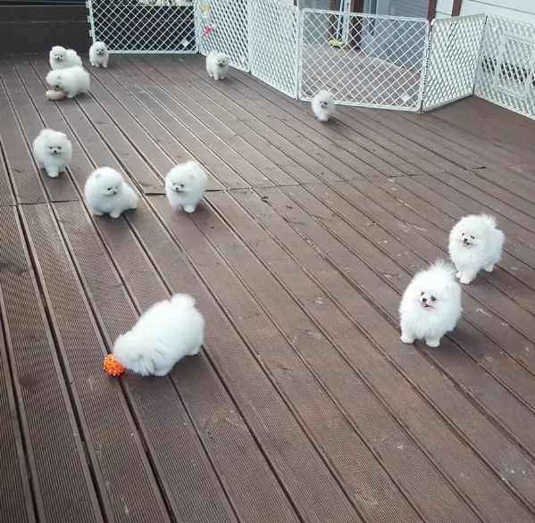 cucciolo di Pomeranian toy per adozione | Foto 14