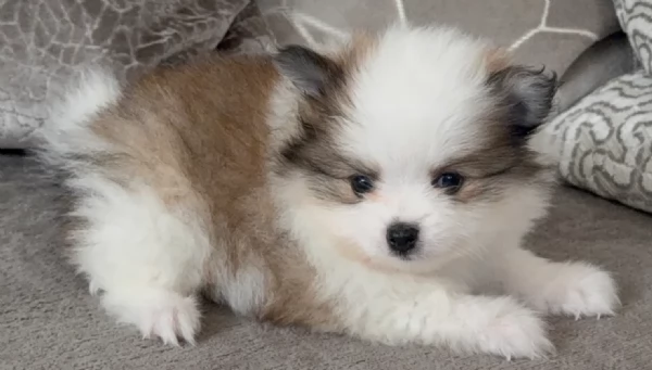 cucciolo di Pomeranian toy per adozione | Foto 12