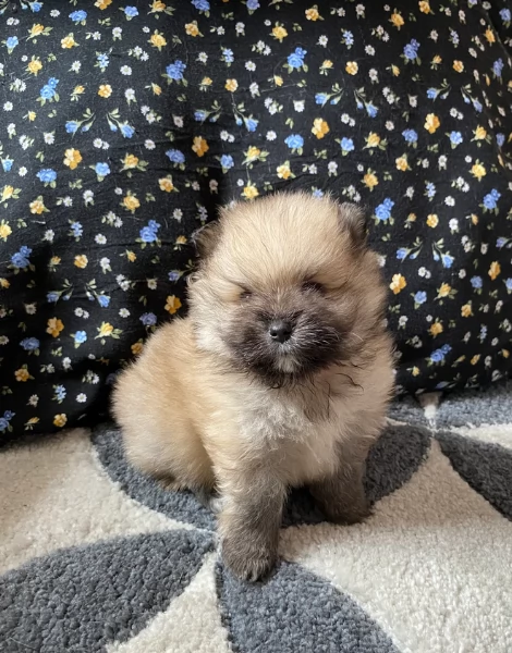cucciolo di Pomeranian toy per adozione | Foto 9