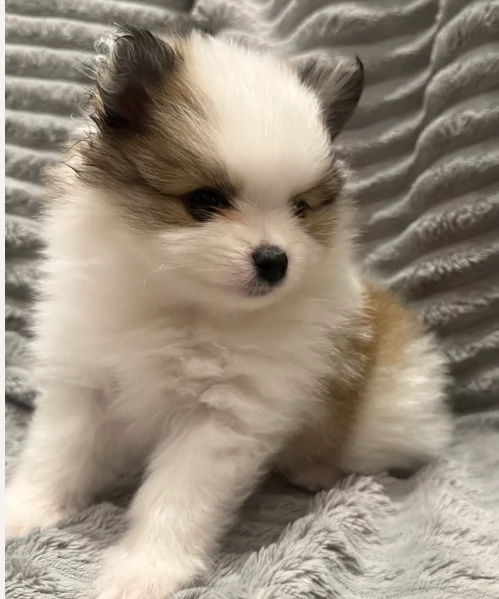 cucciolo di Pomeranian toy per adozione | Foto 2