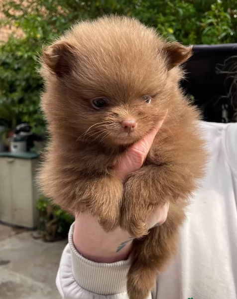 cucciolo di Pomeranian toy per adozione | Foto 1