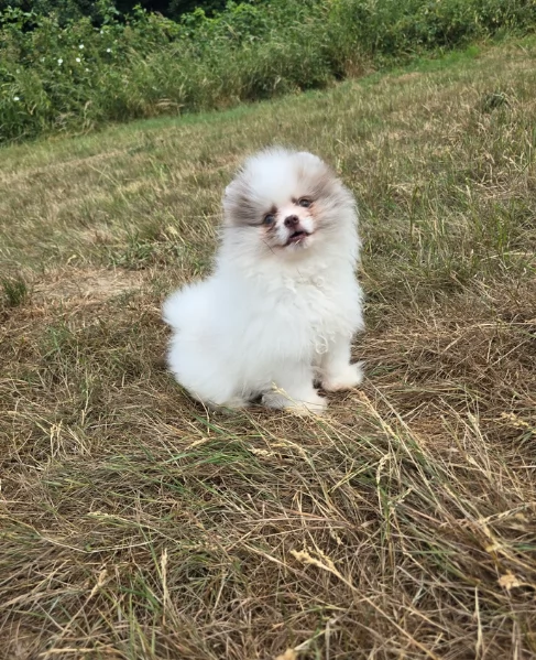 cucciolo di Pomeranian toy per adozione | Foto 12