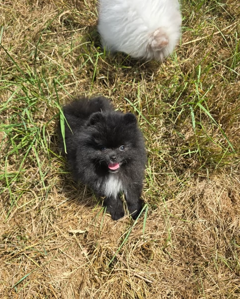 cucciolo di Pomeranian toy per adozione | Foto 11