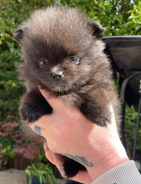 cucciolo di Pomeranian toy per adozione | Foto 10