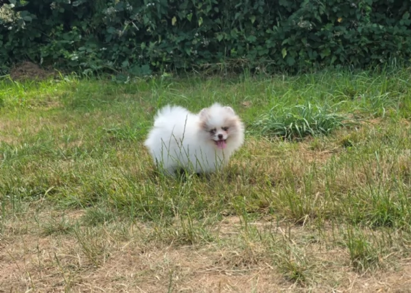 cucciolo di Pomeranian toy per adozione | Foto 4