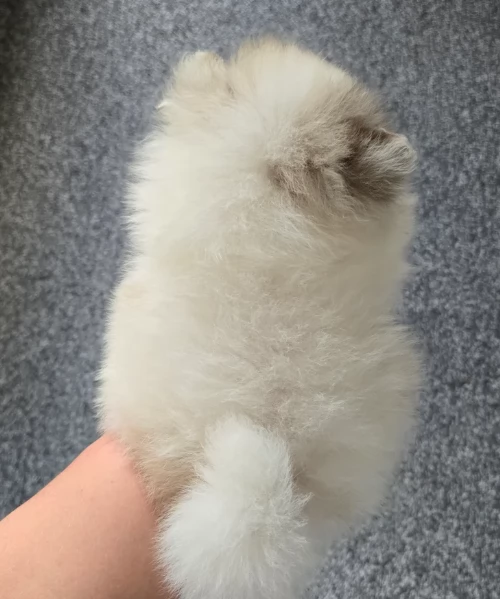 cucciolo di Pomeranian toy per adozione | Foto 3