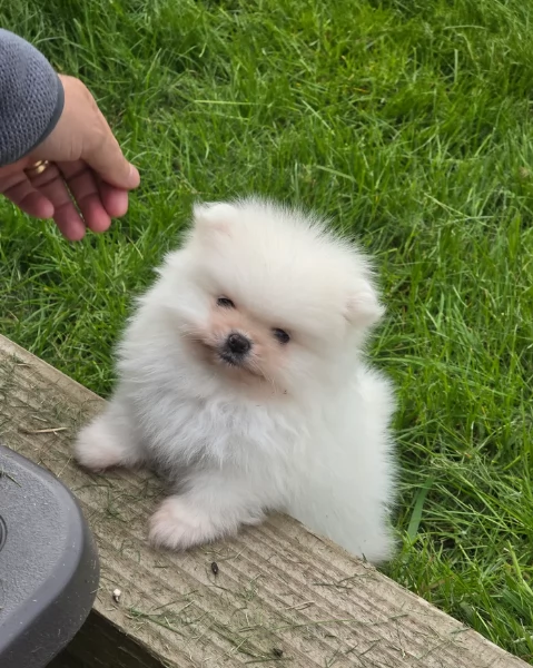cucciolo di Pomeranian toy per adozione