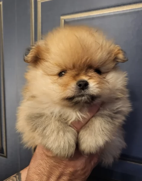 cucciolo di Pomeranian toy per adozione | Foto 12