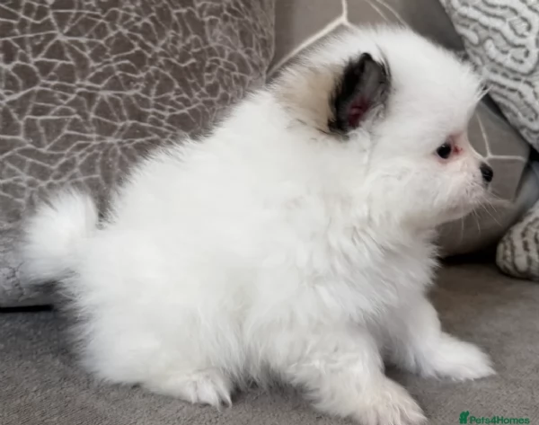cucciolo di Pomeranian toy per adozione | Foto 6