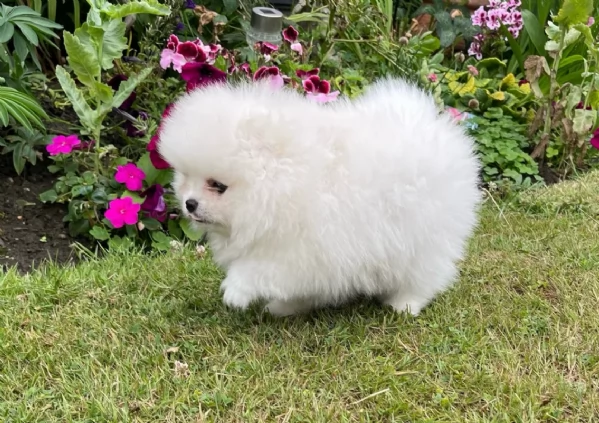 cucciolo di Pomeranian toy per adozione | Foto 1