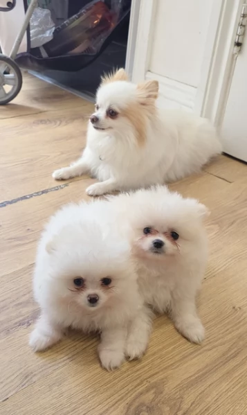 cucciolo di Pomeranian toy per adozione