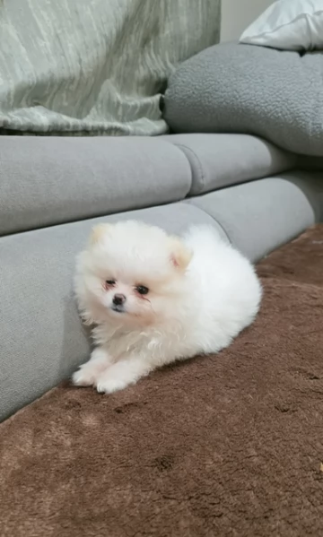 cucciolo di Pomeranian toy per adozione | Foto 0