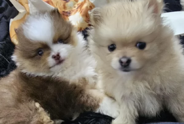 cucciolo di Pomeranian toy per adozione | Foto 7