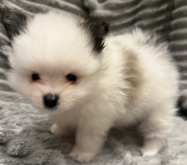 cucciolo di Pomeranian toy per adozione | Foto 3