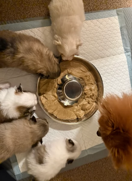 cucciolo di Pomeranian toy per adozione | Foto 7
